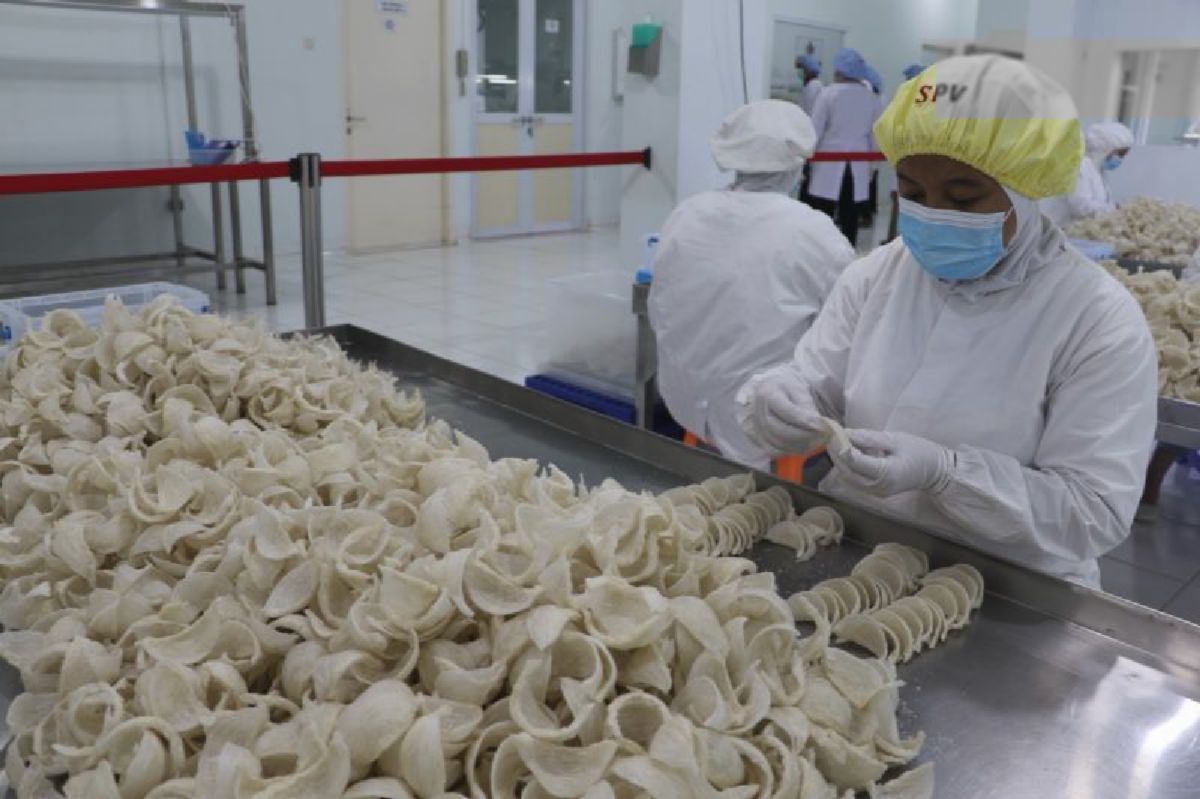 Sarang Burung Walet: Komoditas Premium Miliaran Rupiah Indonesia