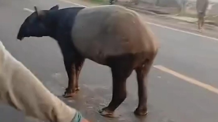Kronologi Pembantaian Tapir Dilindungi di Lampung, Bangkai Termutilasi dan Aksi Provokatif Terekam Video
