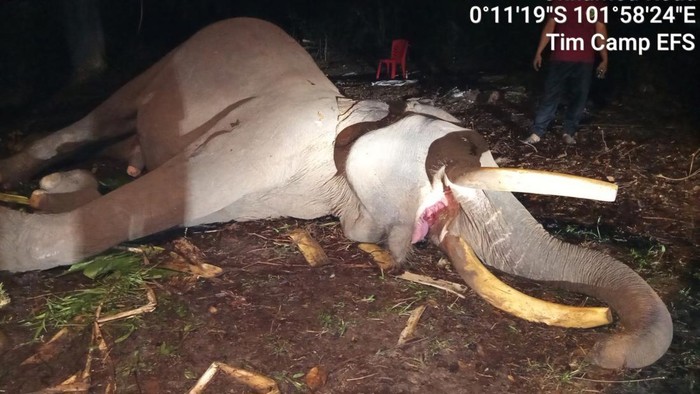 Berita Duka: Gajah Indro Tutup Usia di Taman Nasional Tesso Nilo