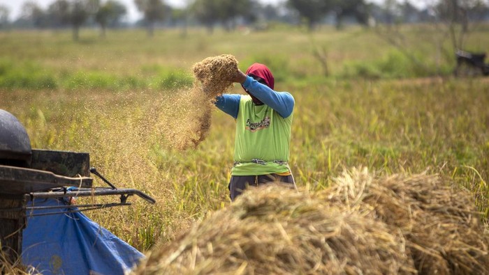 Data FAO: RI Produsen Beras Terbesar di ASEAN dan Nomor 4 Dunia