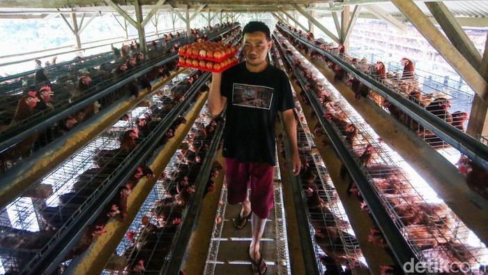 Harga Telur Terus Anjlok, Peternak Ayam Petelur di Bogor Menjerit