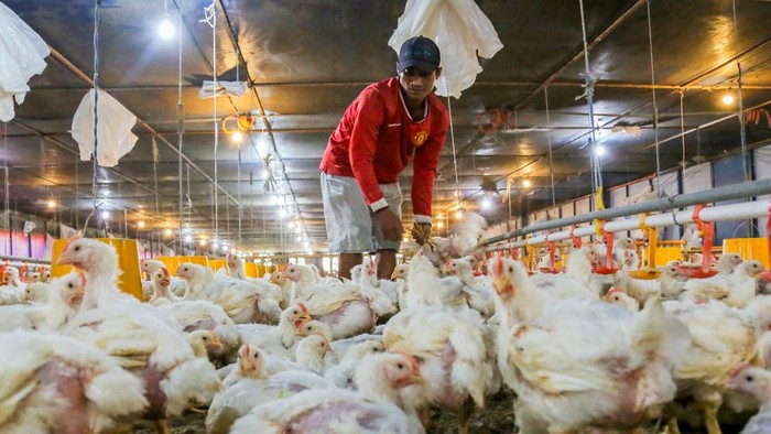 Menjaga Harga Ayam Hidup untuk Mendukung Peternak Broiler