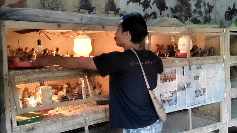 Peternak Ngamuk Harga Jual Ayam Turun, Ini Biang Keroknya!
