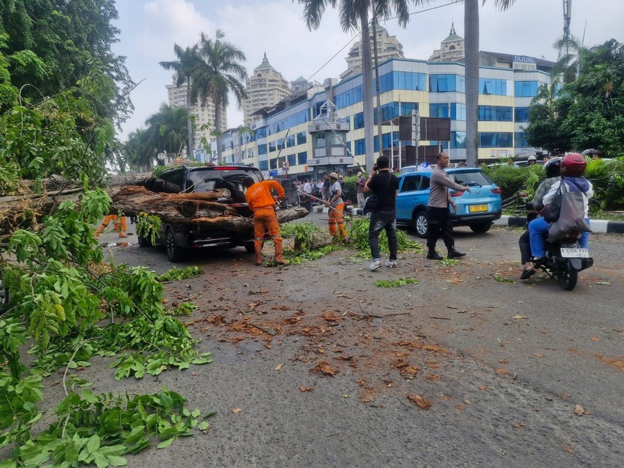 Pohon Tumbang Timpa Mercy dan Taksi di Kelapa Gading, Dua Pengemudi Terluka