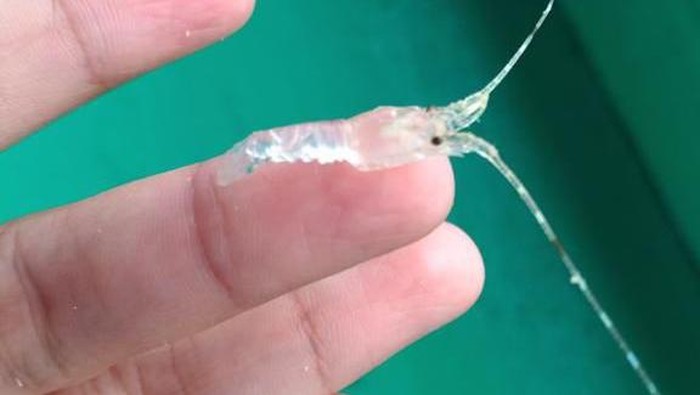 Marak Penyelundupan Benih Lobster, Komisi IV DPR Bentuk Panja