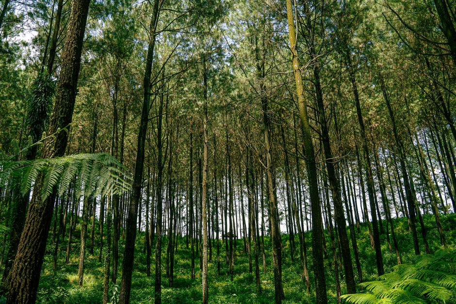 Agrowisata Kopi di Jawa Timur: Destinasi Edukasi dan Liburan