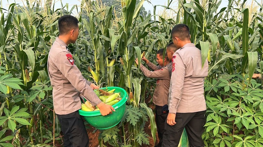 Brimob Polda Metro Jaya Panen Jagung, Dukung Ketahanan Pangan Nasional