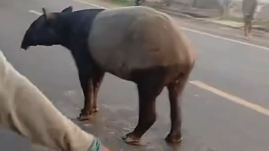 Tapir yang Viral di Lampung Disembelih Warga, Dimasak Jadi Rica-rica