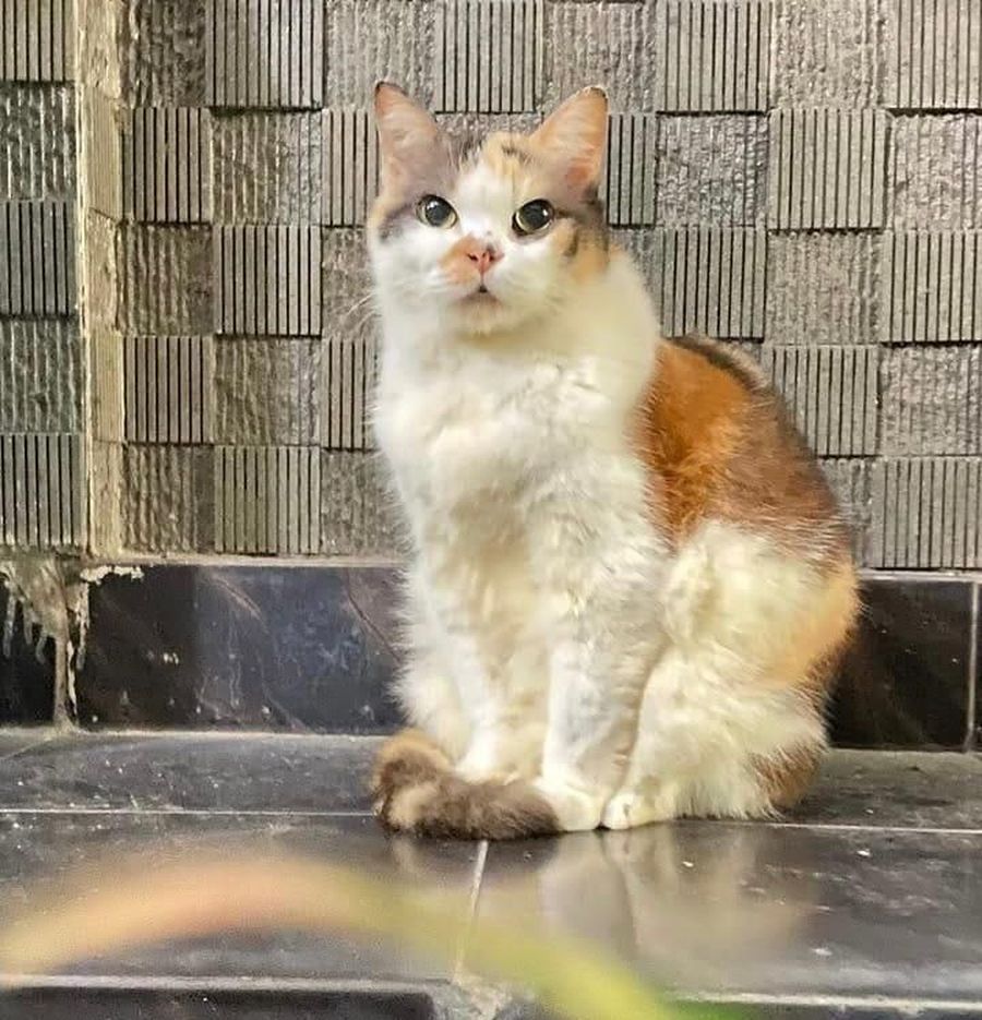 Messi, Kucing Cantik Anggota Muhammadiyah