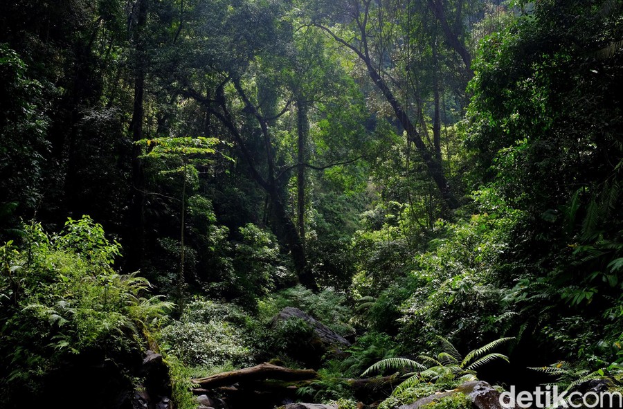 Ngatiman Ditemukan di Hutan Lindung Megamendung Berkat Jejak Kaki