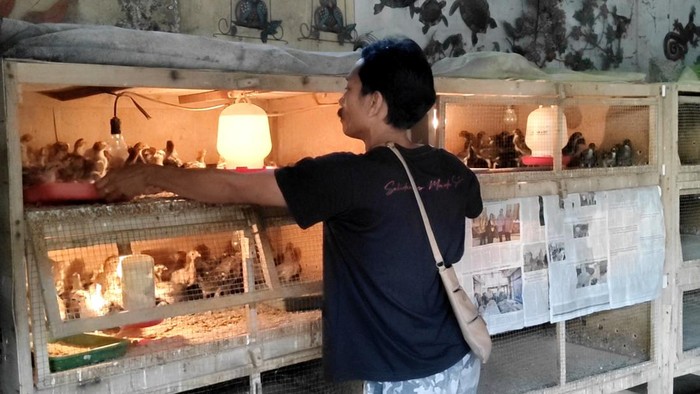Peternak Rakyat Berang, Harga Jual Ayam Anjlok! Ini Akar Masalahnya
