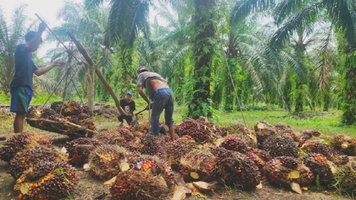 Petani Sawit Riau Panen dan Timbang Hasil untuk Pabrik