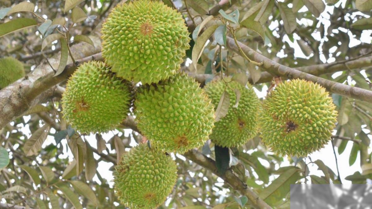 Durian Indonesia Dijual Lebih Mahal dari Barang Mewah di Eropa