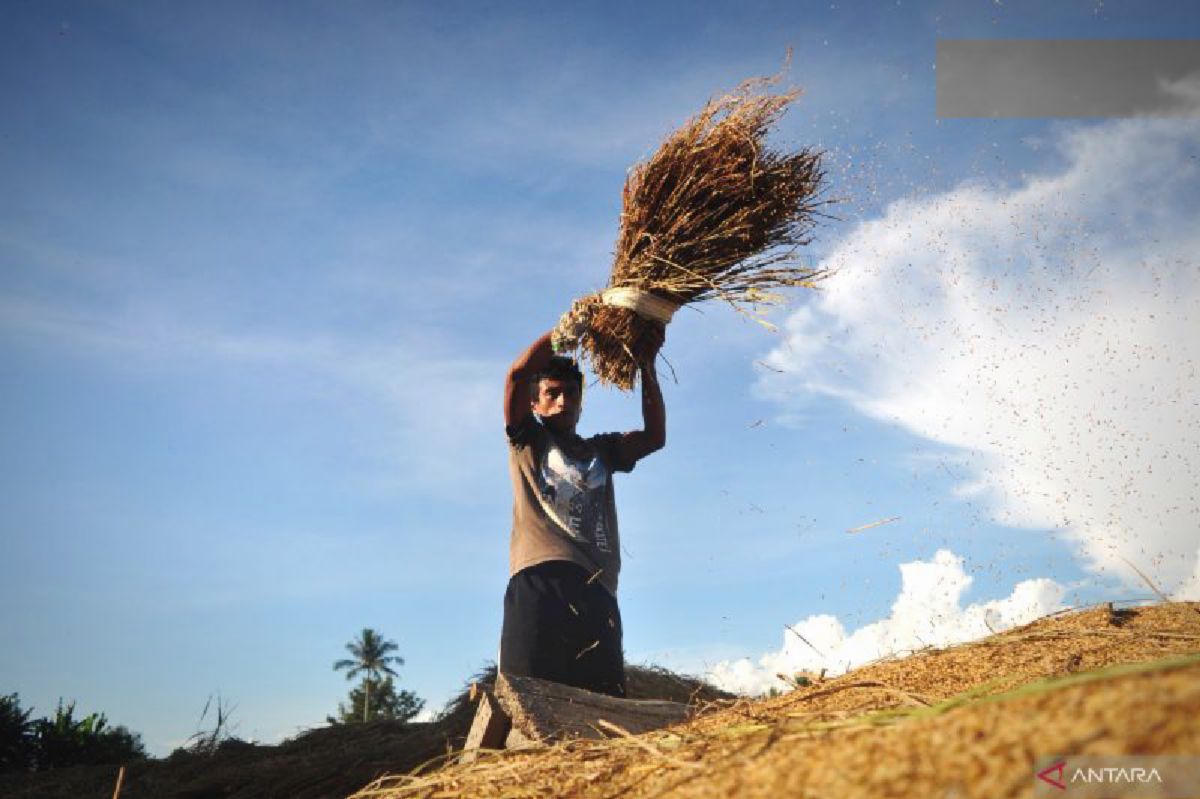Bobibos, Biofuel Jerami Inovasi Anak Bangsa Siap Geser Ketergantungan BBM