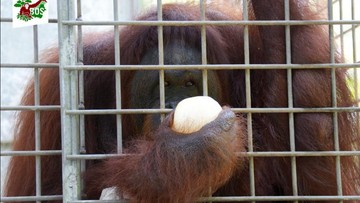 Manusia Bisa Lebih Jahat dari Iblis: Pony, Orang Utan yang Jadi Budak Seks