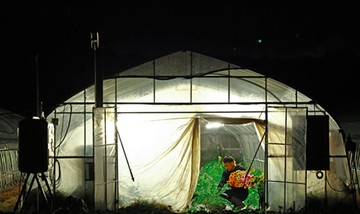 Petani Jepang Kini Bertani Tengah Malam, Suhu Panas Makin Mematikan
