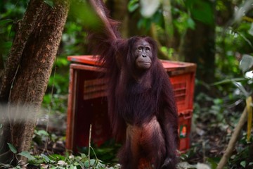 Hutan Terbakar, Satwa Liar Lari ke Mana? Pakar Sebut Bisa sampai ke Negara Tetangga