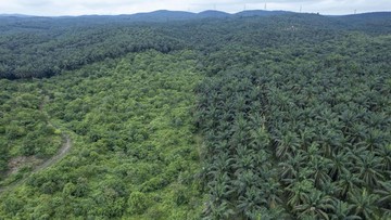 Susut Puluhan Juta Ha, Profesor IPB Soroti Jasa Hutan yang Dianggap Gratis