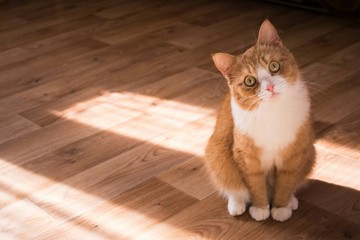 Rahasia Pipis Kucing Terkuak! Ada 'Kartu Nama' di Balik Aromanya