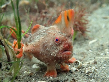 Populasi Ikan Merah dengan 'Tangan' Makin Kritis, Diperkirakan Sisa 250 Ekor