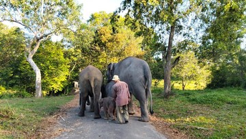 Prabowo Minta Gajah di Way Kambas Diperhatikan, Harus Dirawat Benar