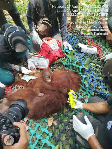 Kisah Penyelamatan Orang Utan di Kalbar Saat Puncak Musim Kemarau