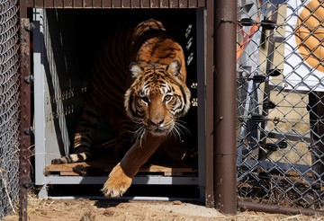 Pelepasan Singa dan Harimau dari Kebun Binatang Lujan ke Alam Liar
