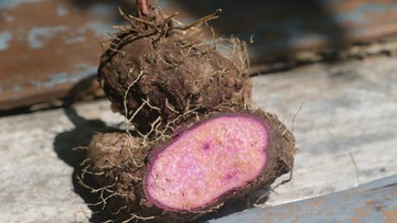 Ube Bisa Mengatasi Gejala Menopause? Sabar, Manfaat Ini Masih Diteliti